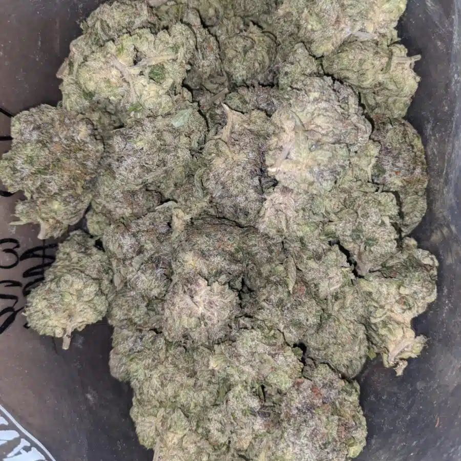 rs tuna aaa 2 I Rockstar Tuna AAA