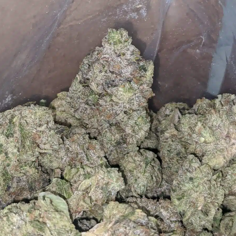 rs tuna aaa 3 I Rockstar Tuna AAA