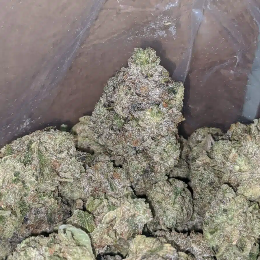 rs tuna aaa 4 I Rockstar Tuna AAA