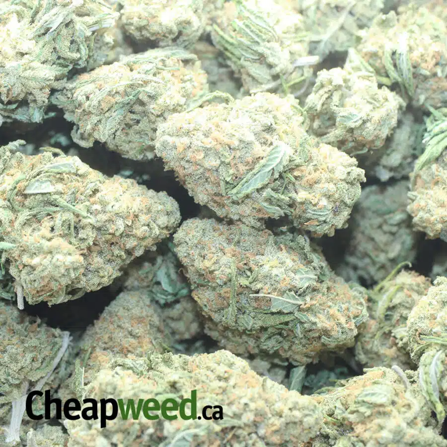 ANIMAL CRACKERS 1 I $ 55 Oz - Animal Crackers