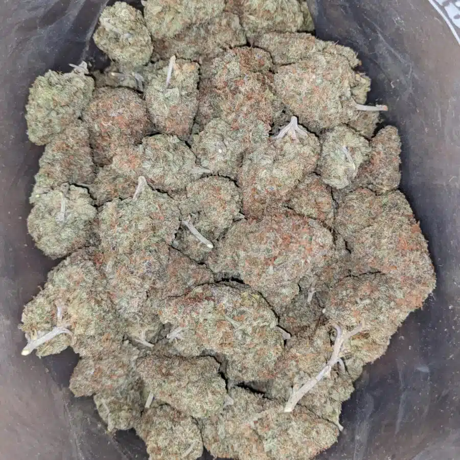 Agent Orange 2 I Agent Orange