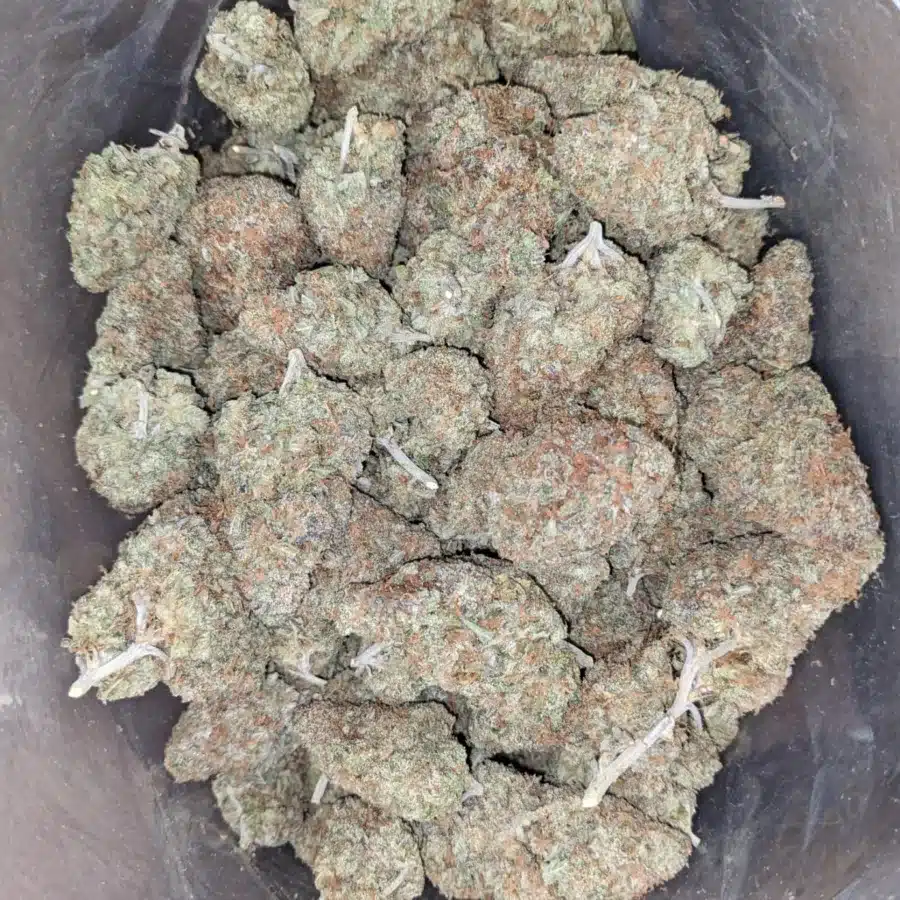 Agent Orange 3 I Agent Orange