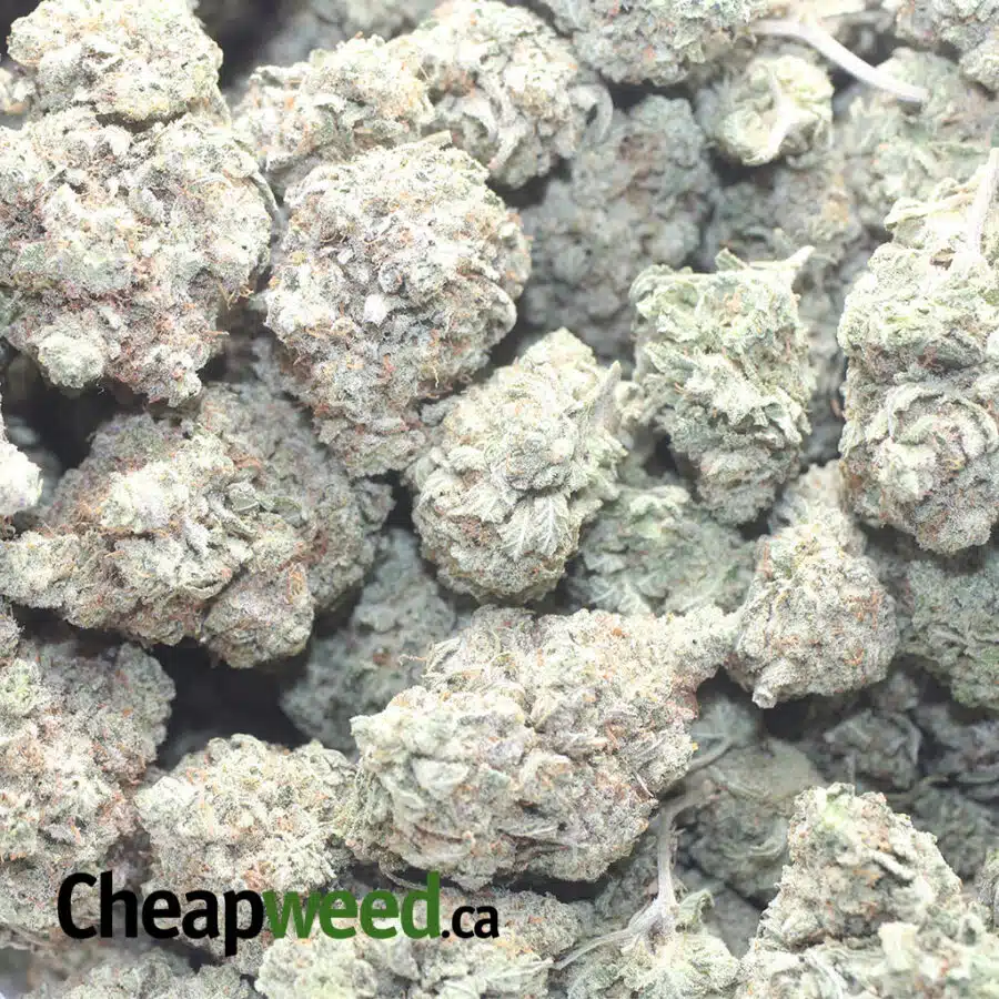 COSMIC KUSH 1 I Cosmic Kush