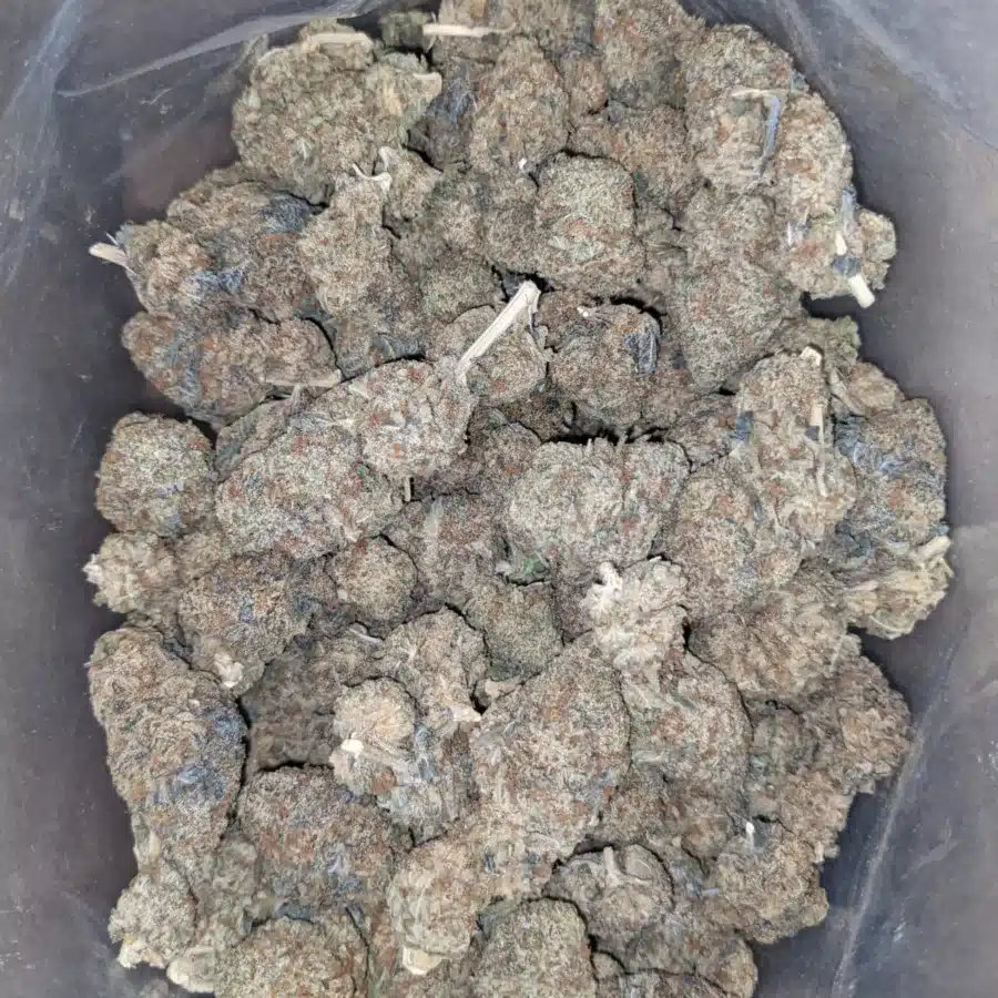 Cougar piss bulk special 1 I Sweet Kush Bulk Special