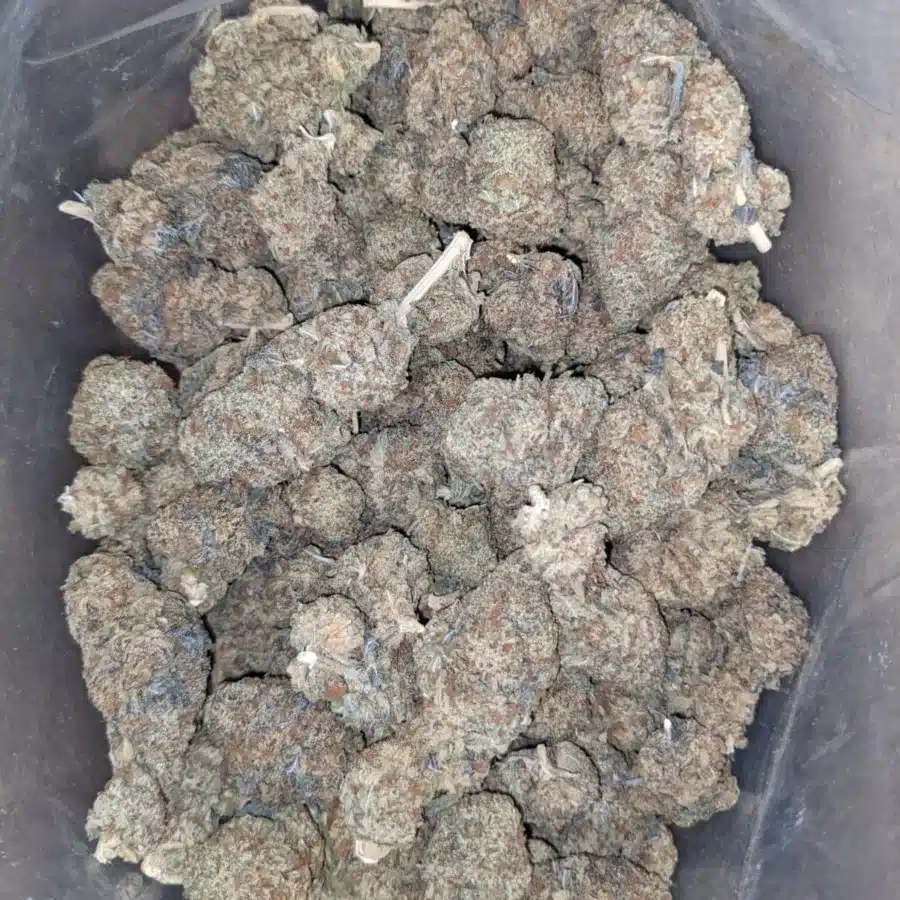 Cougar piss bulk special 4 I Sweet Kush Bulk Special