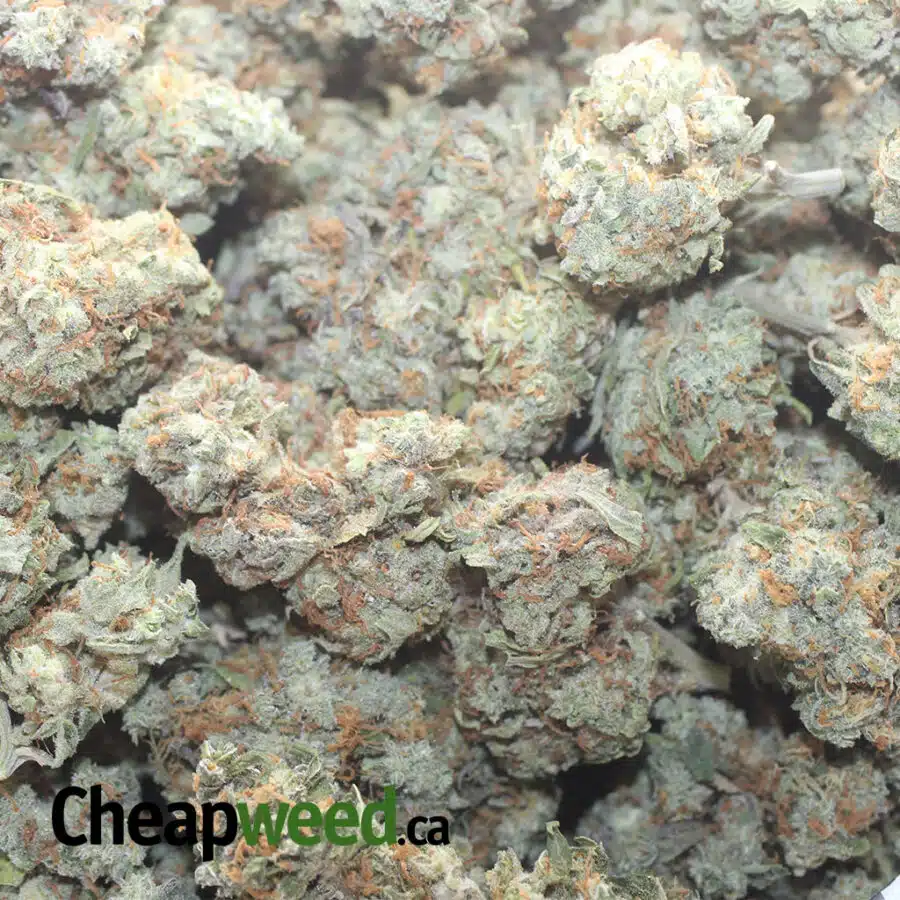 GHOST TRAIN OG 1 I Ghost Train OG