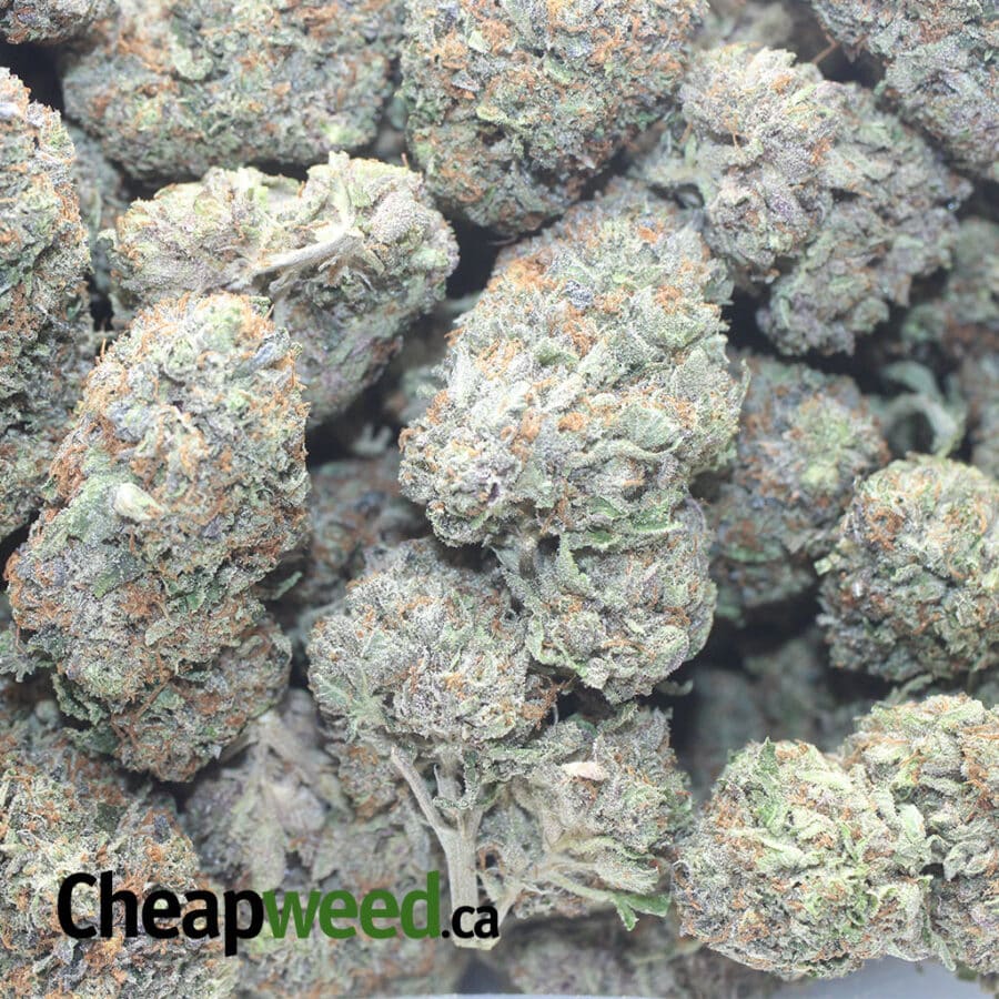 GREENFARMS ROCKSTAR 1 I Greenfarm's Rockstar