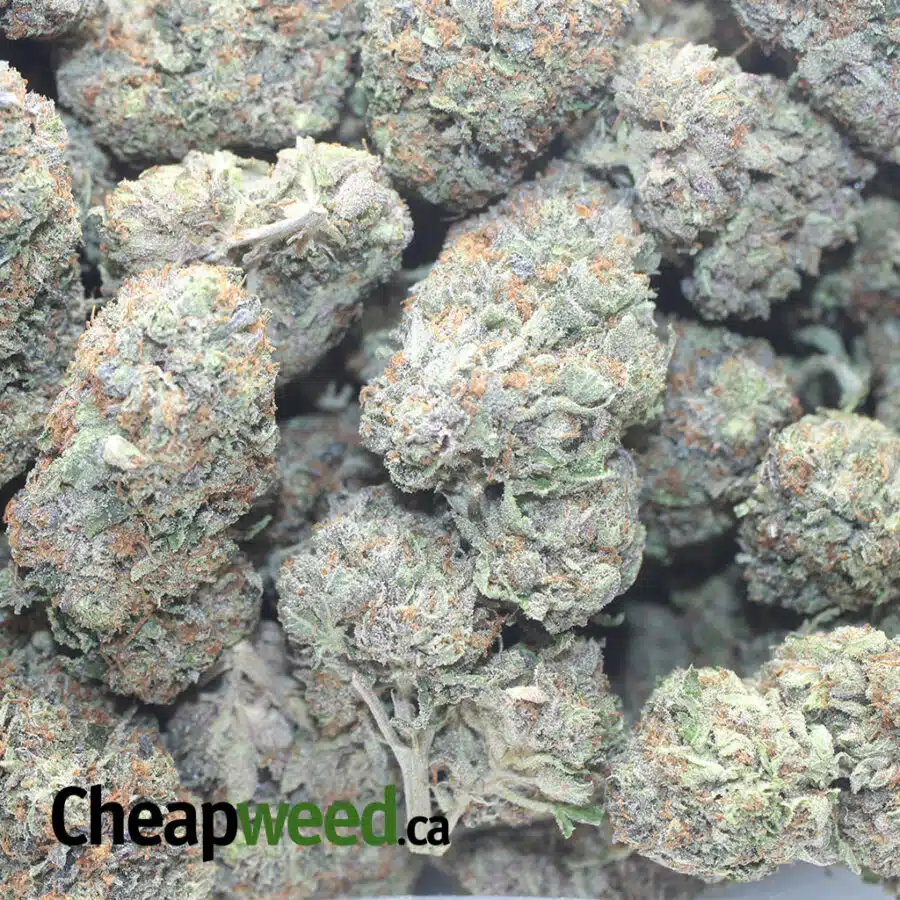 GREENFARMS ROCKSTAR 1 I Greenfarm's Rockstar
