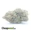 Greenfarm's Rockstar