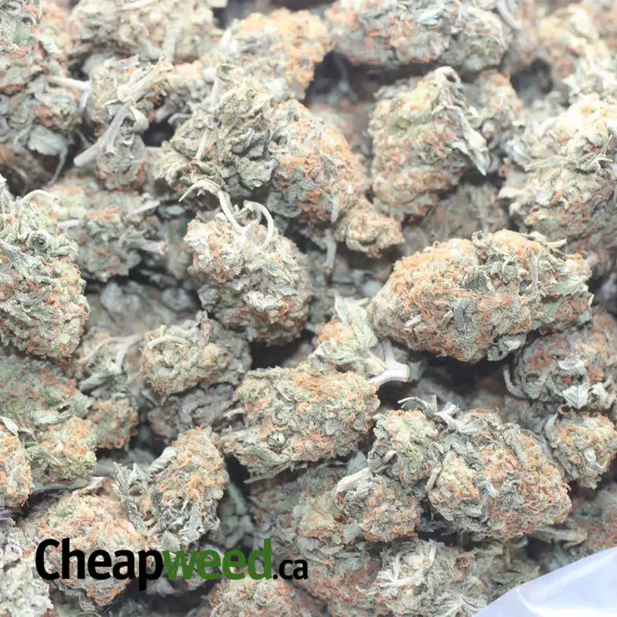 HEADBAND OG 1 I Headband OG