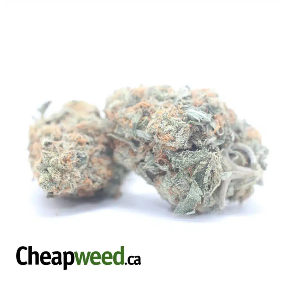 HEADBAND OG 3 I Headband OG