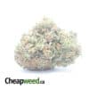 Jack Frost #2