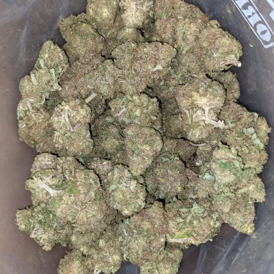 JUICY FRUIT 1 I Cannalope Haze