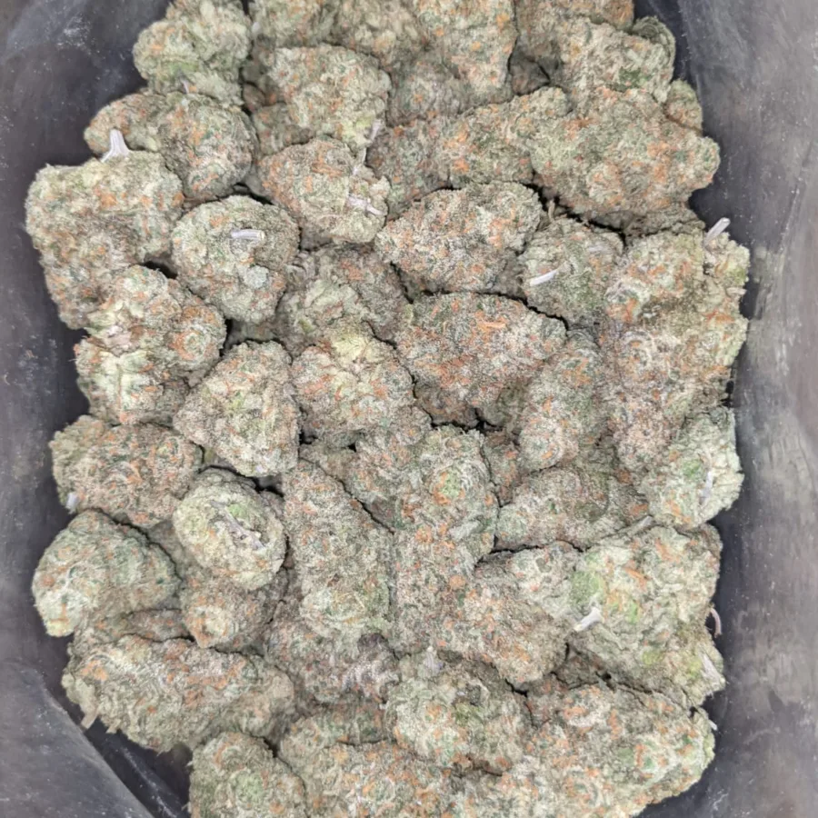 Moby dick 2 I Moby Dick