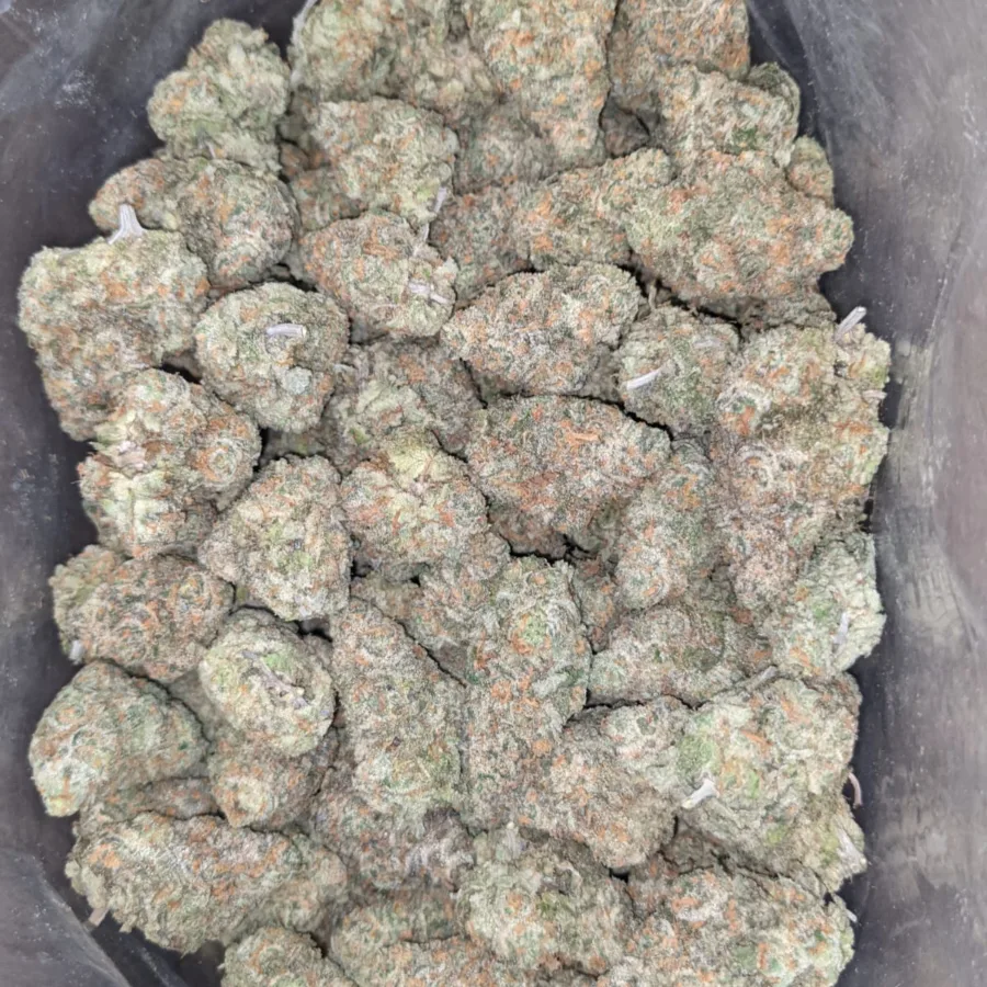 Moby dick 3 I Moby Dick