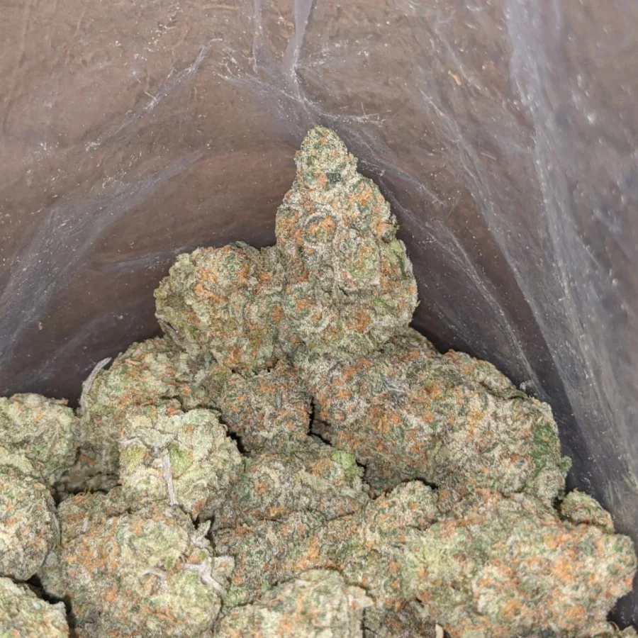 Moby dick 4 I Moby Dick