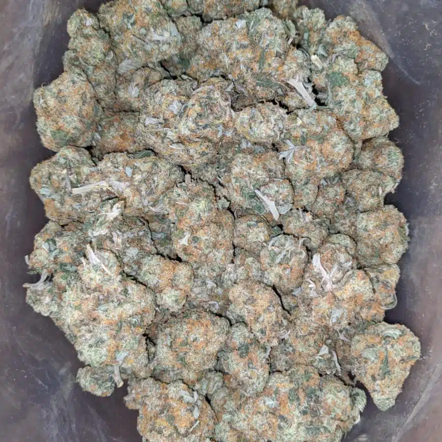 Orange cookies 4 I Orange Cookies