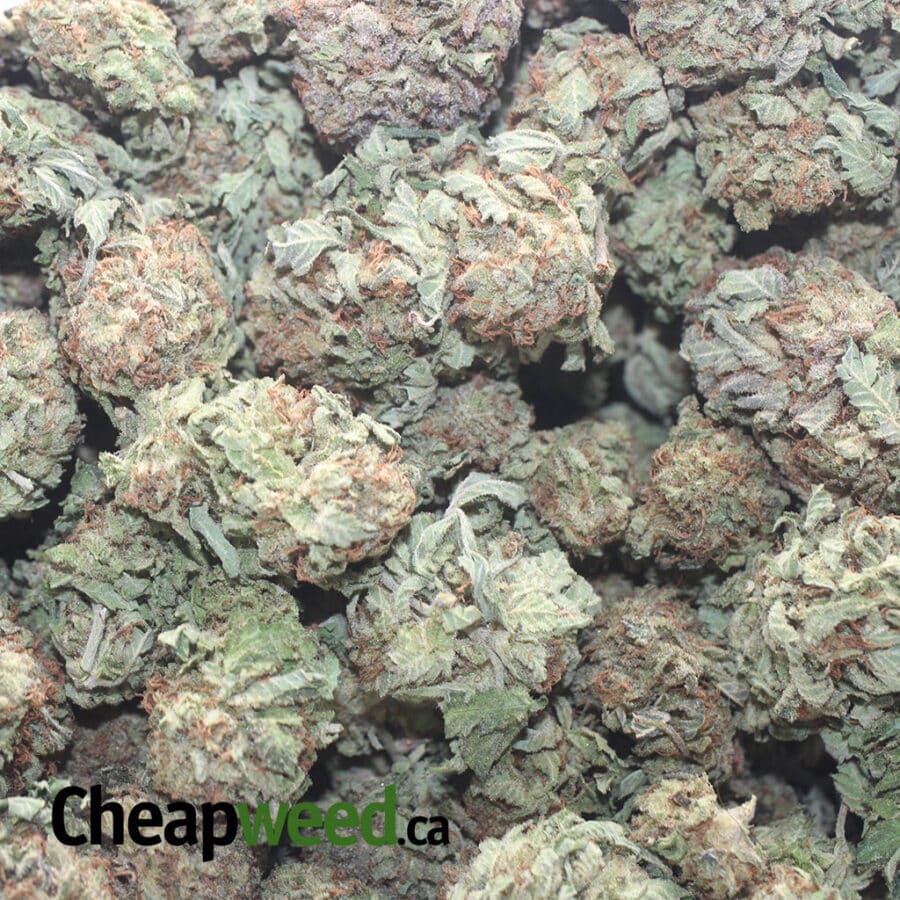 PURPLE DIAMOND 1 I Purple Diamond