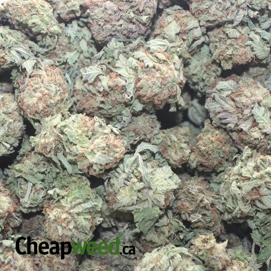 PURPLE DIAMOND 1 I Purple Diamond