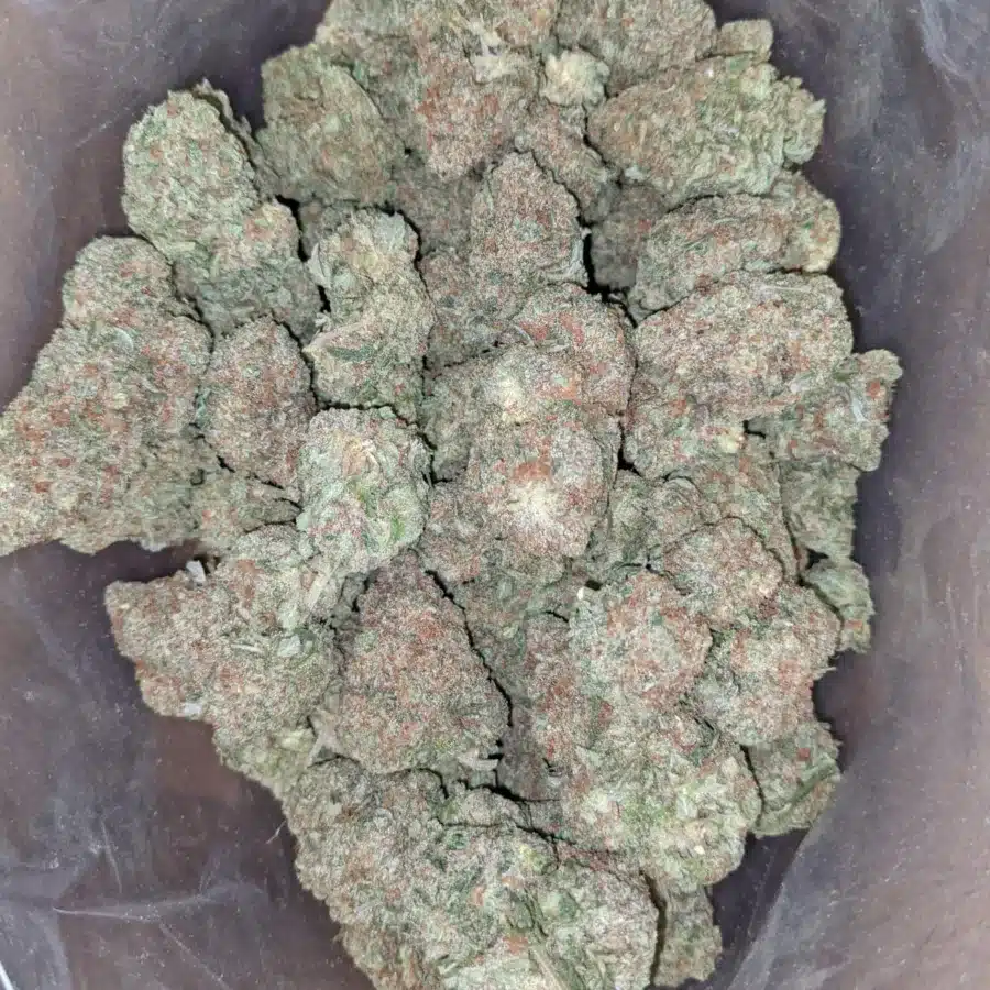 Papaya 1 1 I Papaya