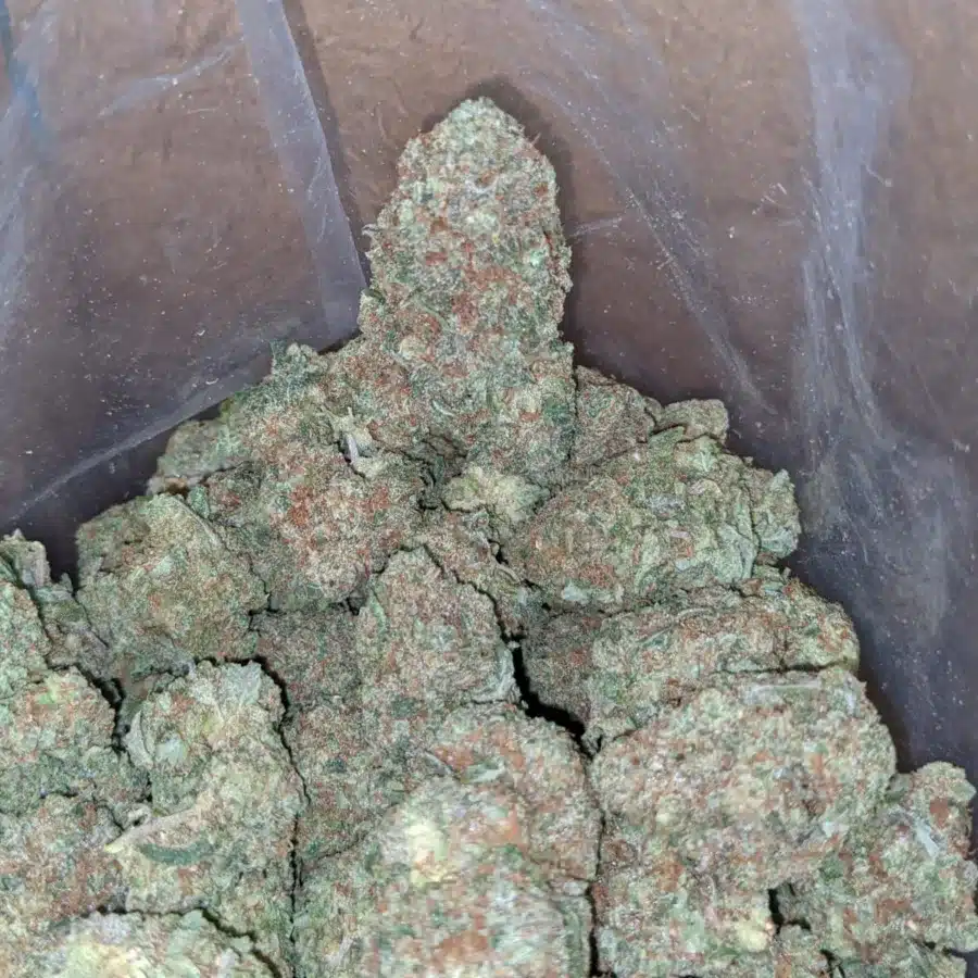 Papaya 2 1 I Papaya