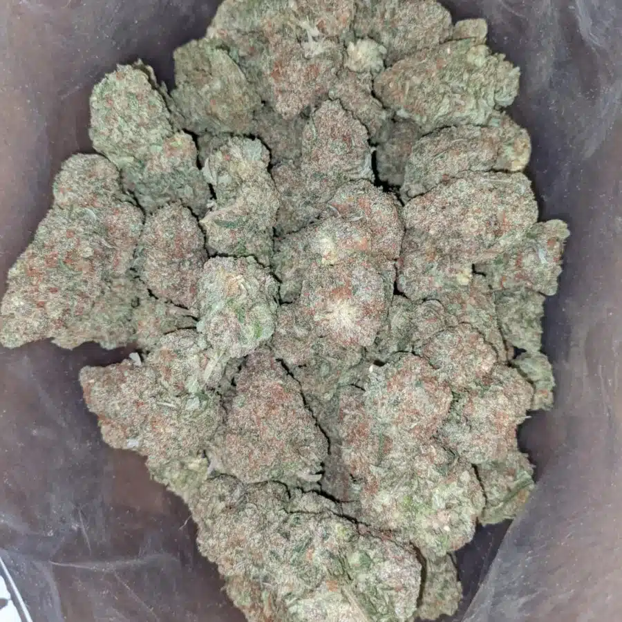 Papaya 3 1 I Papaya