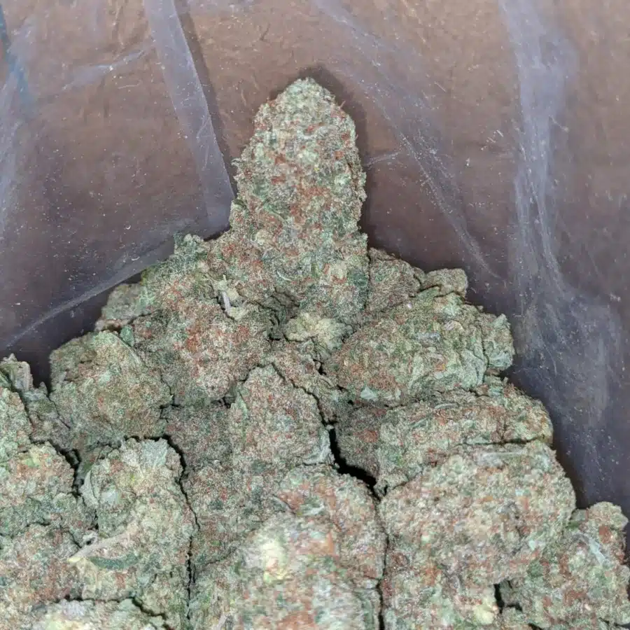 Papaya 4 1 I Papaya