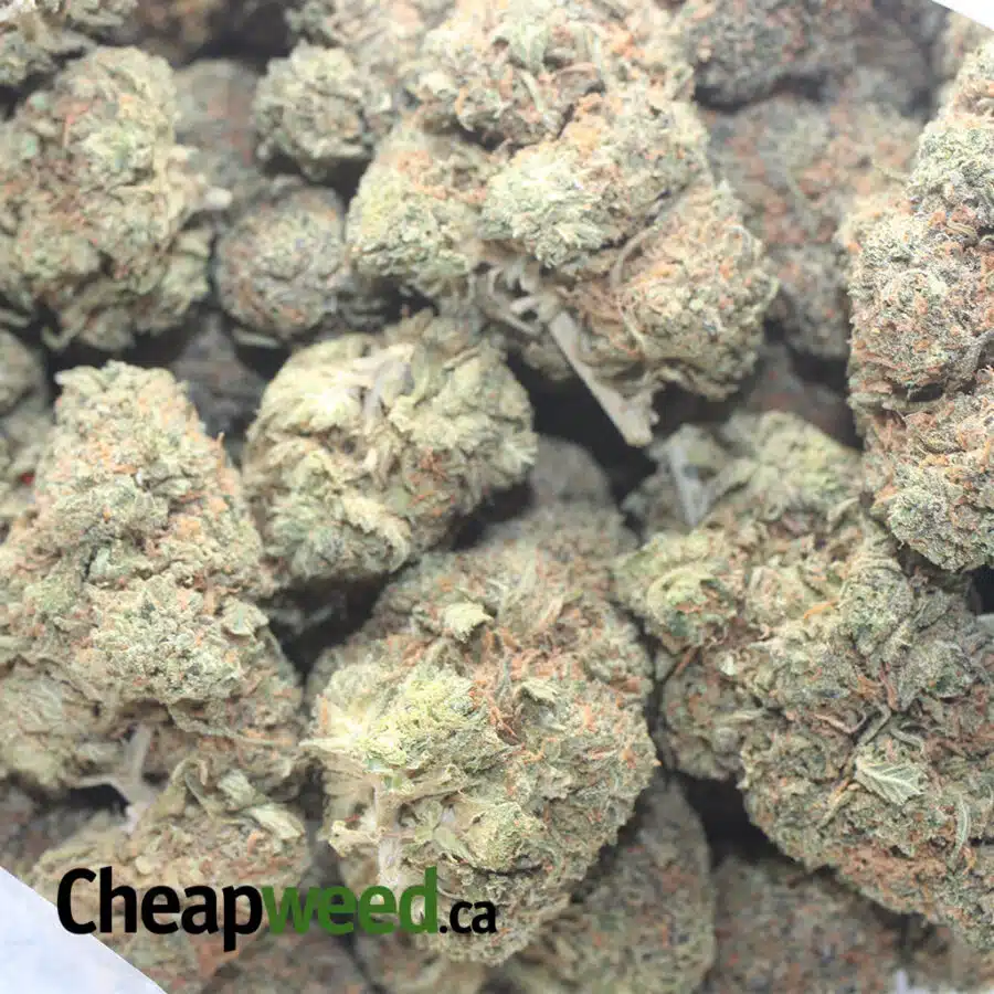 SKITTLES 1 I $ 59 Oz - Zkittles