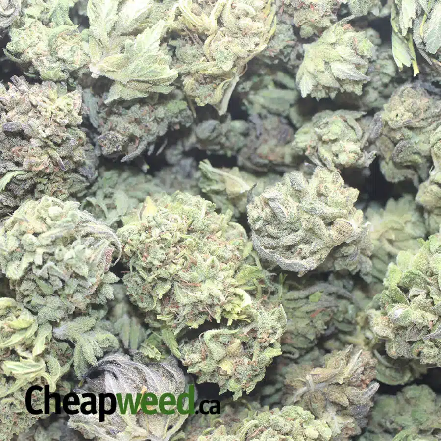 THAI HAZE 1 I Cinderella Dream Bulk Special
