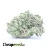 Cinderella Dream Bulk Special