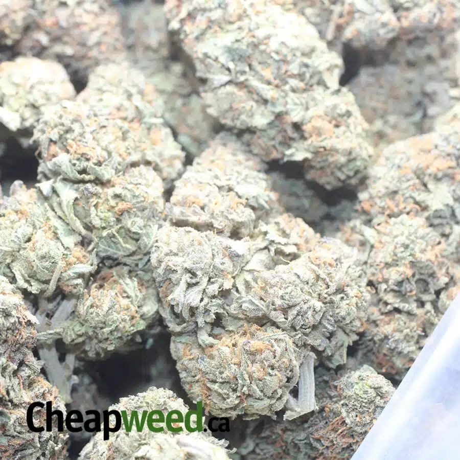 TROPICAL RUNTS 1 I $ 56 Oz - Tropical Runtz