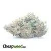 $ 56 Oz - Tropical Runtz