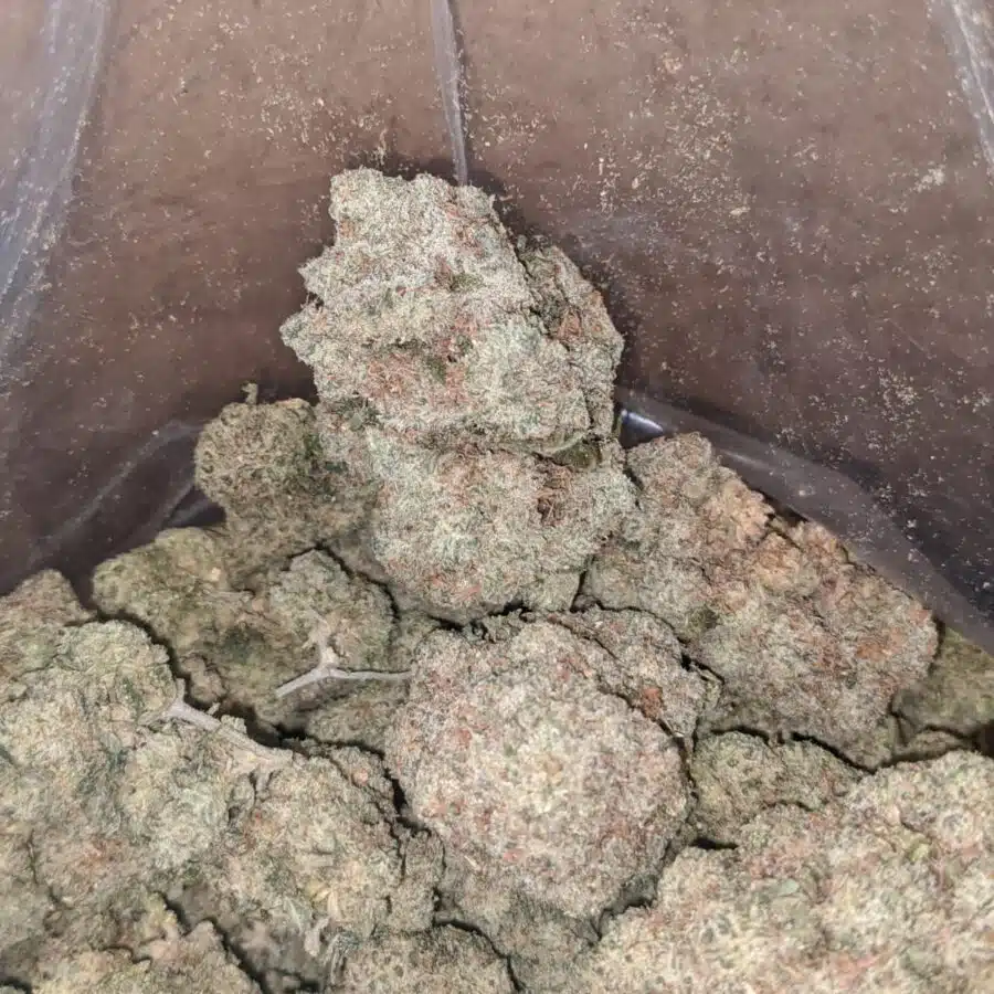 Tropical runtz 3 I $ 50 Oz - Tropical Runtz