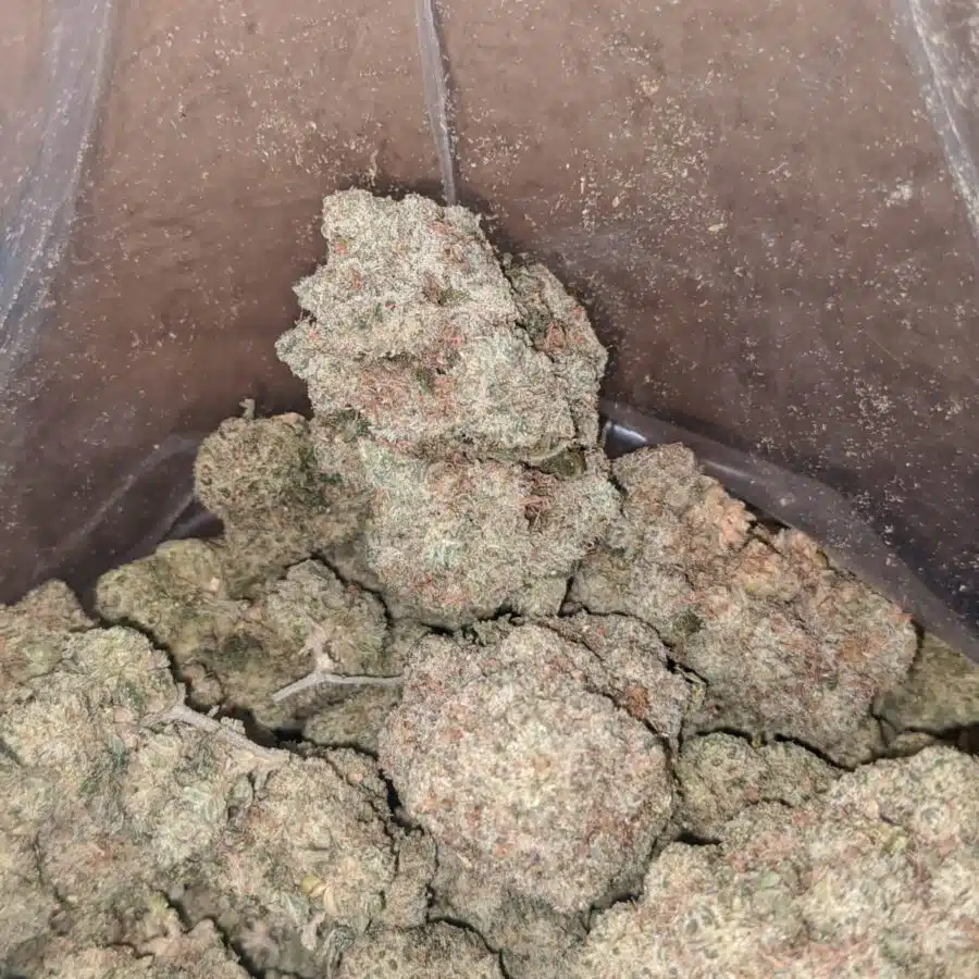 Tropical runtz 4 I $ 50 Oz - Tropical Runtz