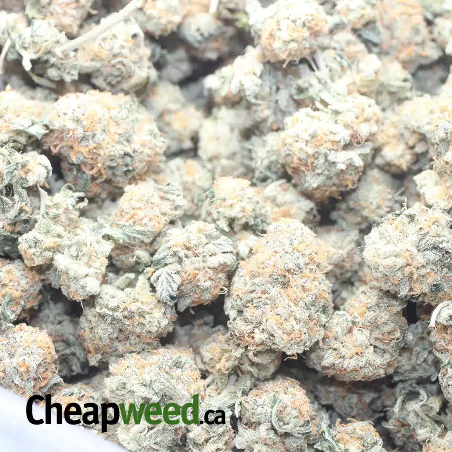 VENOM OG 1 I $ 54 Oz - Venom Og