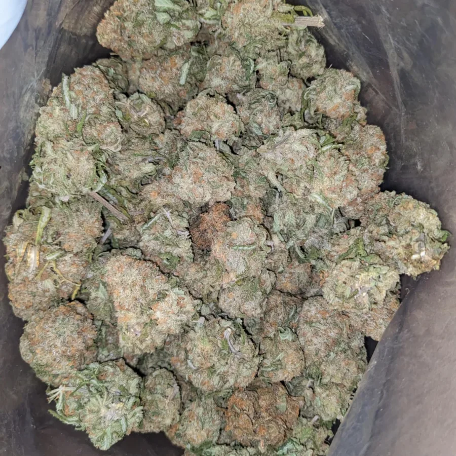 White Rhino 1 I White Rhino