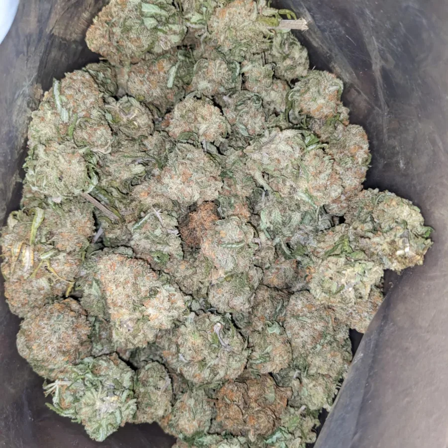 White Rhino 4 I White Rhino