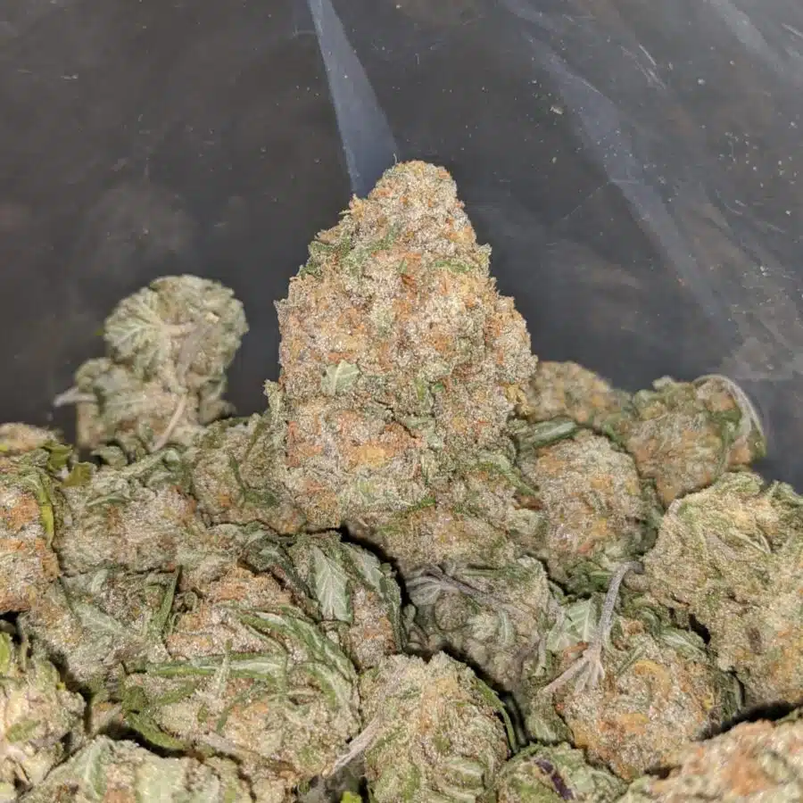 alien cookies 2 1 I $ 57 Oz - Alien Cookies