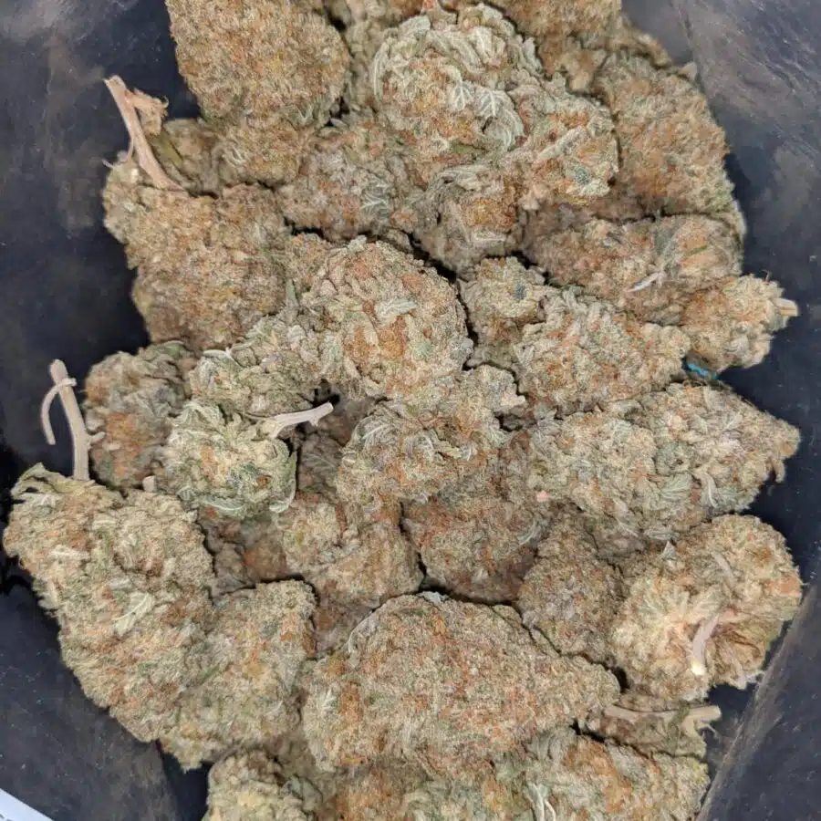 grapefruit 3 1 I $ 51 Oz - Grapefruit