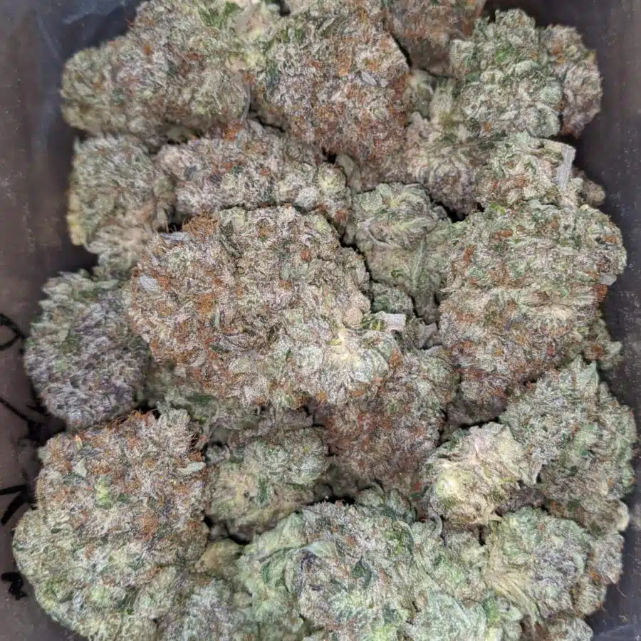 platinum pink kush 1 I Platinum Pink Kush