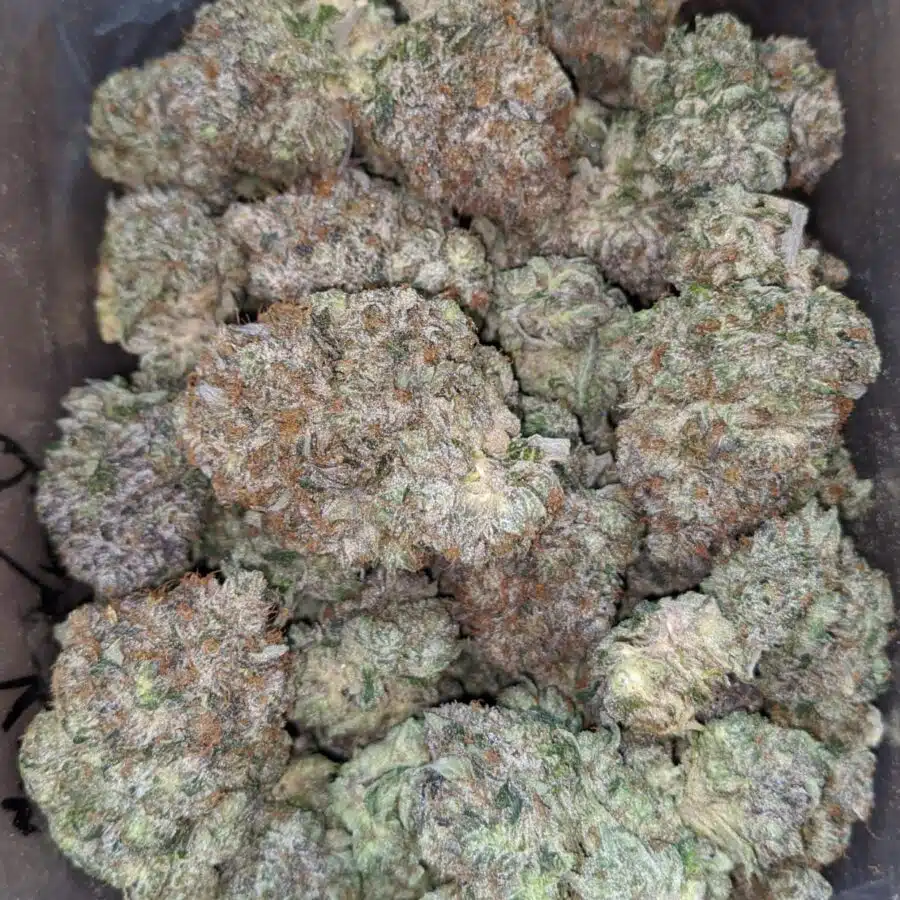 platinum pink kush 2 I Platinum Pink Kush