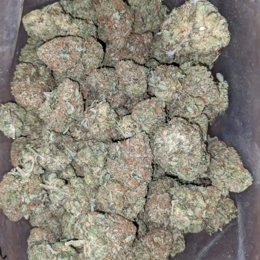 presidential bubba 1 I Presidential Bubba