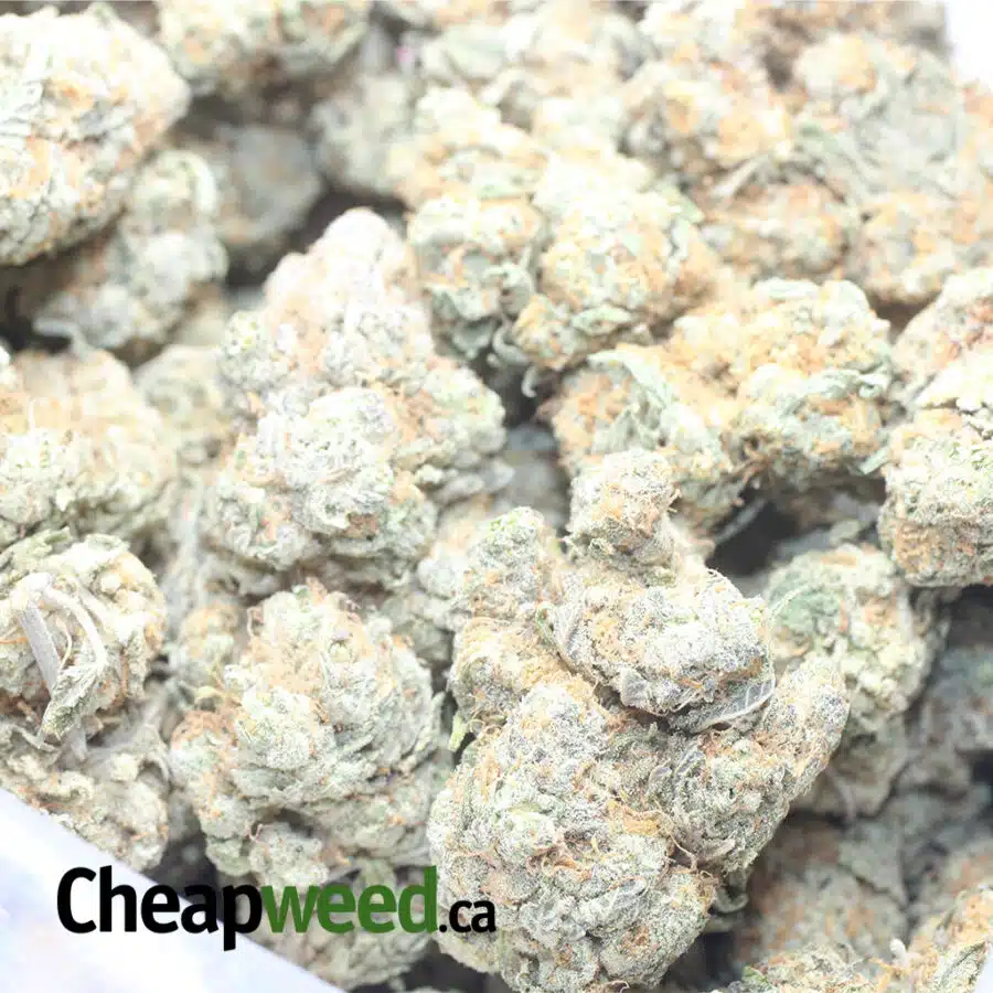 ACAPULCO GOLD 1 I Acapulco Gold