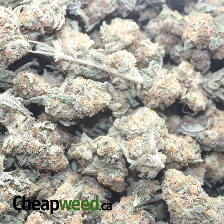 AGENT ORANGE 1 I Agent O