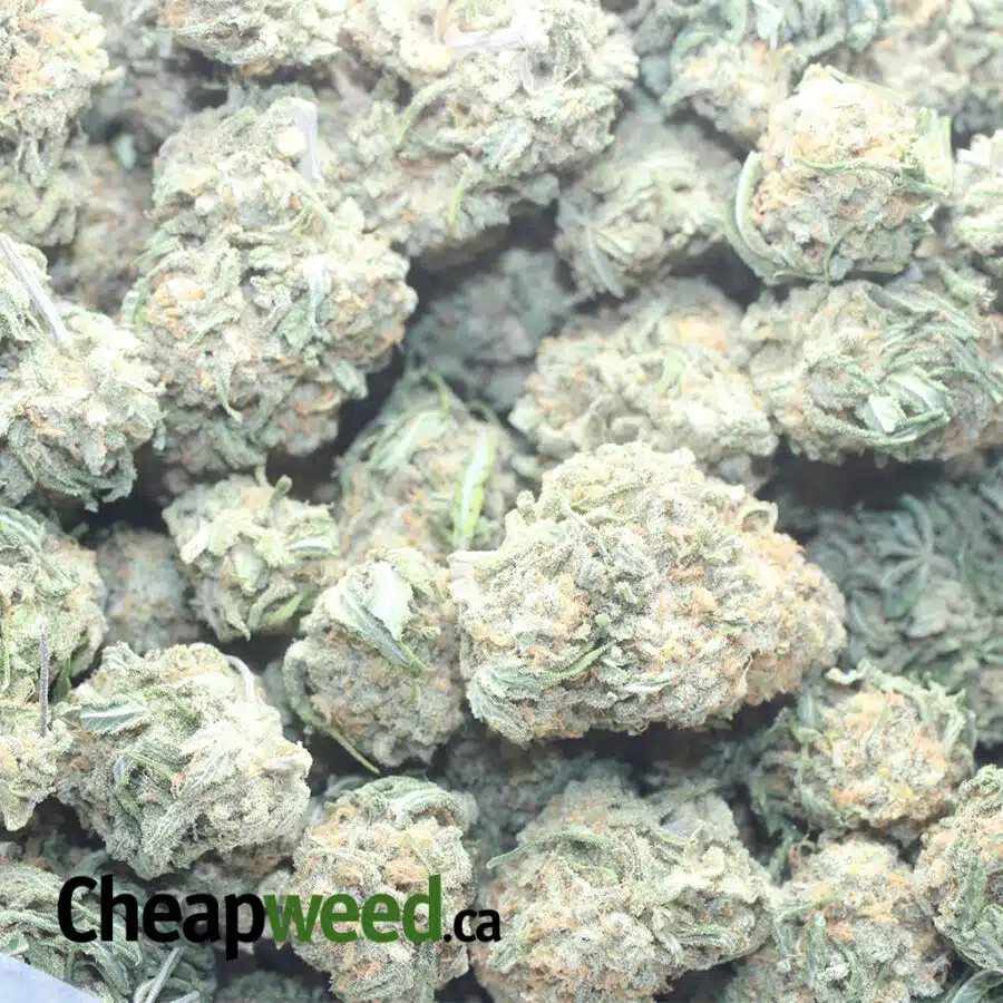 ALIEN COOKIES 5 I $ 57 Oz - Alien Cookies