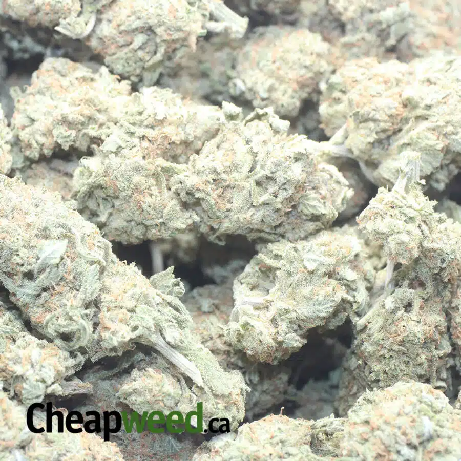 BLUE HAWAIIAN 1 I $ 56 Oz - Blue Hawaiian