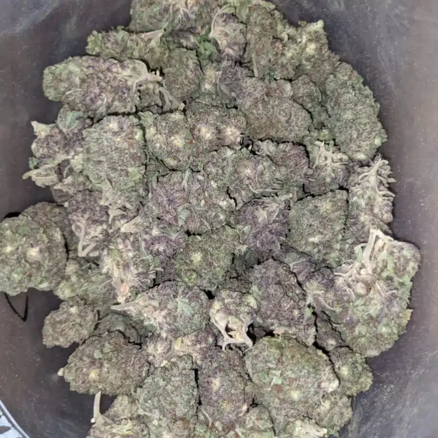 Black Widow Bulk Speical 2 I Black Widow Bulk Special