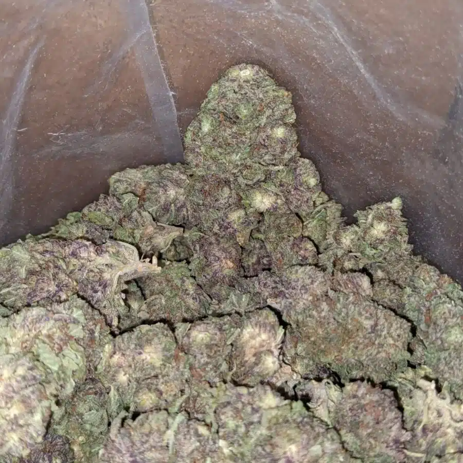 Black Widow Bulk Speical 3 I Black Widow Bulk Special