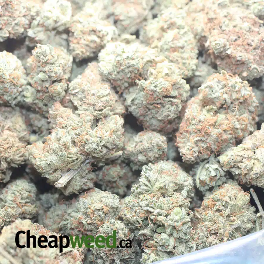 CITRUS GLUE 1 I Citrus Glue