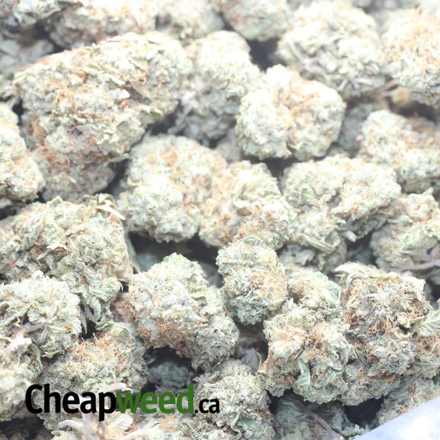 COOKIES AND CREAM I Cookies & Cream Bulk Special